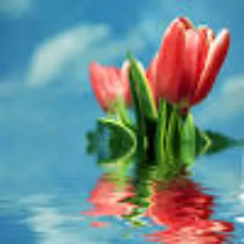 Tulip Flower